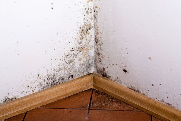 image of mold on wall due to high humidity levels indoors