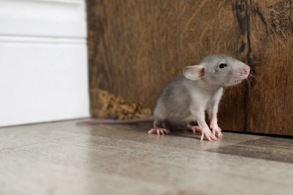 image of a rat infestation and old insulation