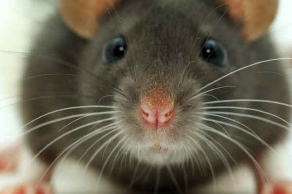 rat infestation in crawl space depicting importance of crawl space insulation