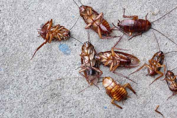 image of cockroaches depicting spray foam pest deterrent