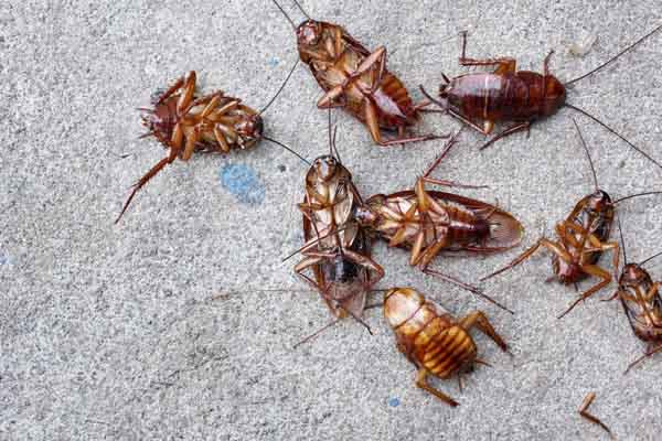 image-of-cockroaches-depicting-spray-foam-pest-deterrent