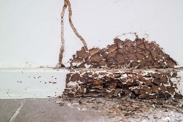 image of termite damage due to lack of pest prevention image of termite damage due to lack of pest prevention