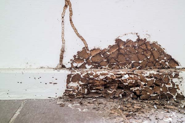 image of termite damage due to lack of pest prevention