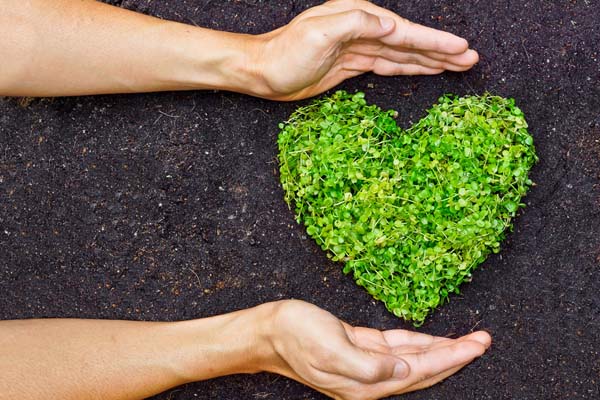 image of hands and plants depicting environmentally friendly insulation