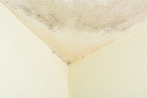 ceiling with mold depicting moisture problems