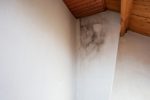 black mold growth on the corner wall near the ceiling