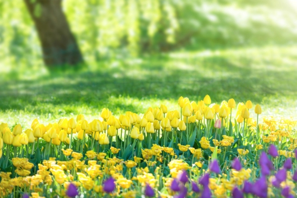 field on yellow tulips in the park depicting spring
